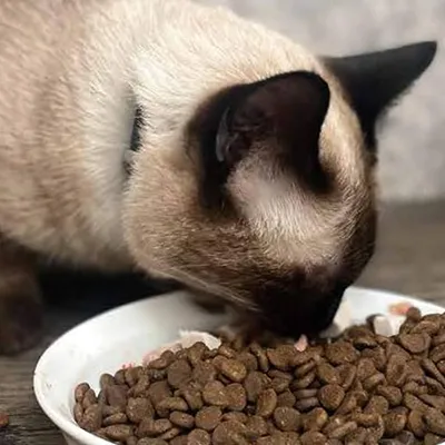 Máquinas de envasado y ensacado de alimentos para mascotas