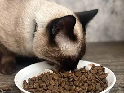 Envasado y ensacado de alimentos para mascotas
