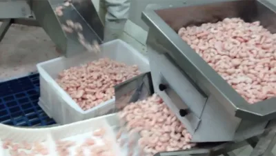 Envasado de camarones congelados